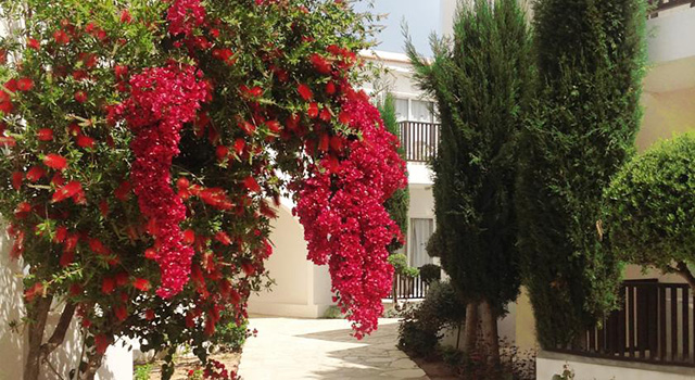 Akti Beach Village Resort, Paphos 14