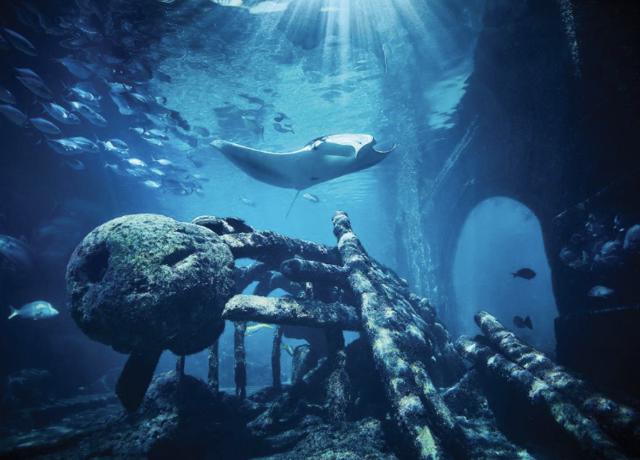 Harborside Resort - The Reef Atlantis 5* 4